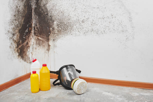 Best Professional Mold Removal  in Pacific City, OR