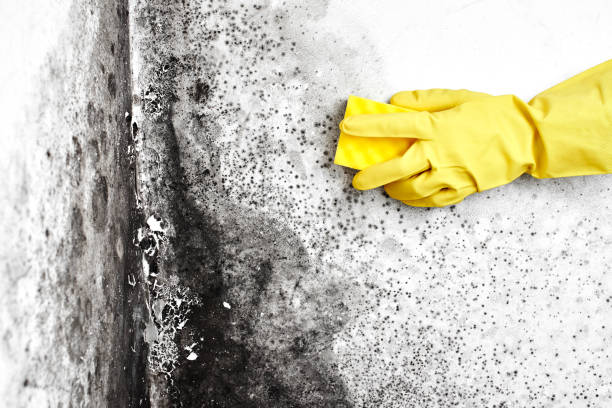 Best Mold Testing  in Pacific City, OR
