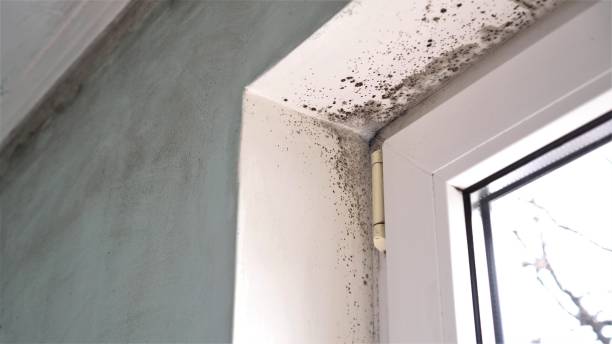 Best Affordable Mold Removal  in Pacific City, OR