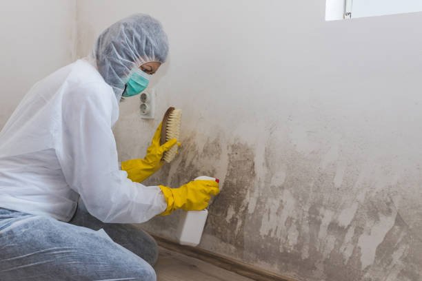 Mold Removal Process in Pacific City, OR