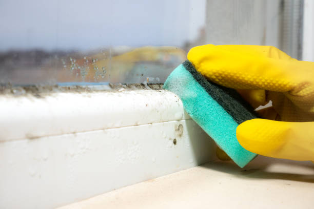 Best Mold Cleaning Services  in Pacific City, OR