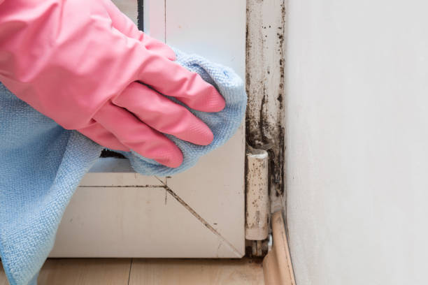 Best Commercial Mold Removal  in Pacific City, OR
