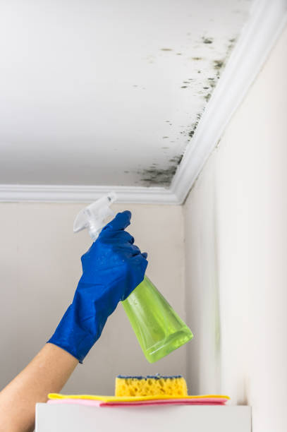 Best Attic Mold Removal  in Pacific City, OR