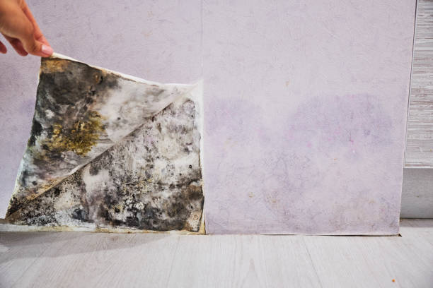 Pacific City, OR Mold Removal Company